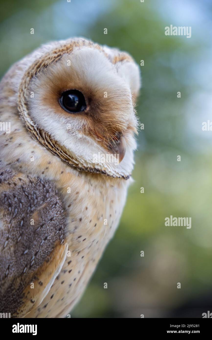 A Barn Owl, Pitcombe Rock Falconry, Somerset, Inghilterra, Regno Unito Foto Stock