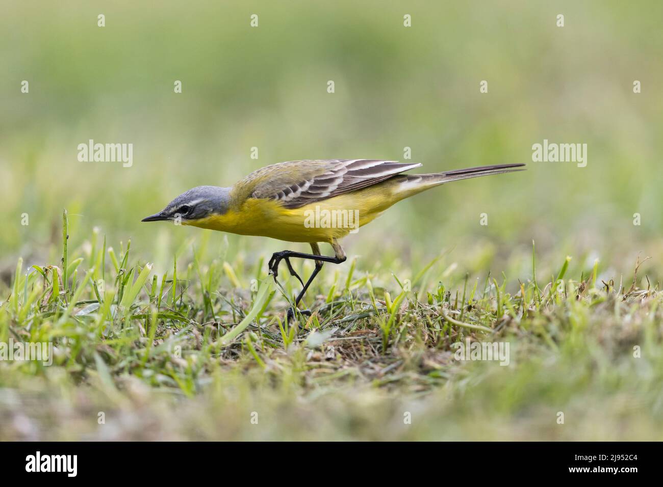 Vagetta gialla Motacilla flava, razza maschile dell'Europa centrale, in procinto di raccogliere l'insetto dall'erba, Hortobagy, Ungheria, aprile Foto Stock