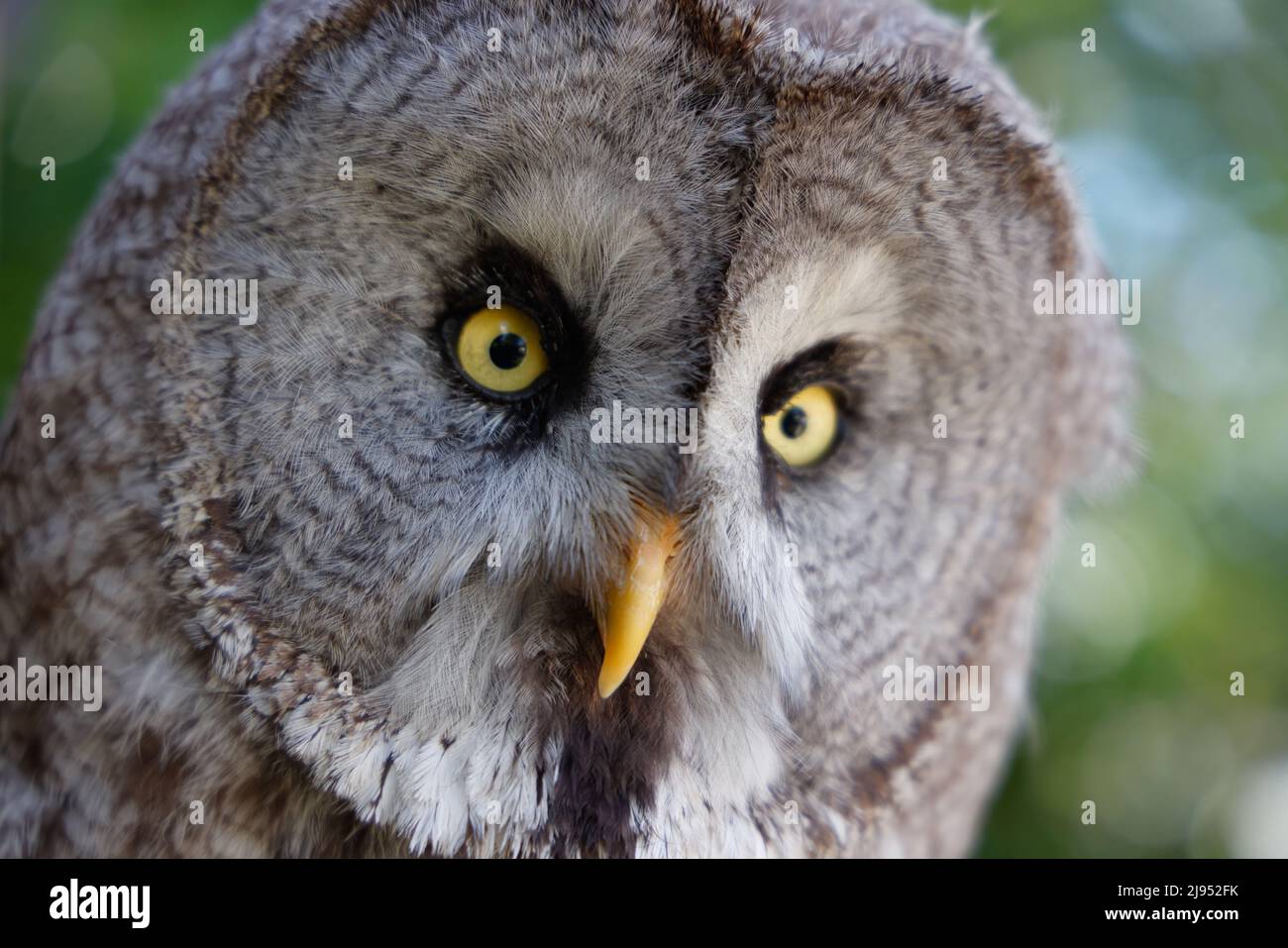 A Great Gray Owl, Pitcombe Rock Falconry, Somerset, Inghilterra, Regno Unito Foto Stock