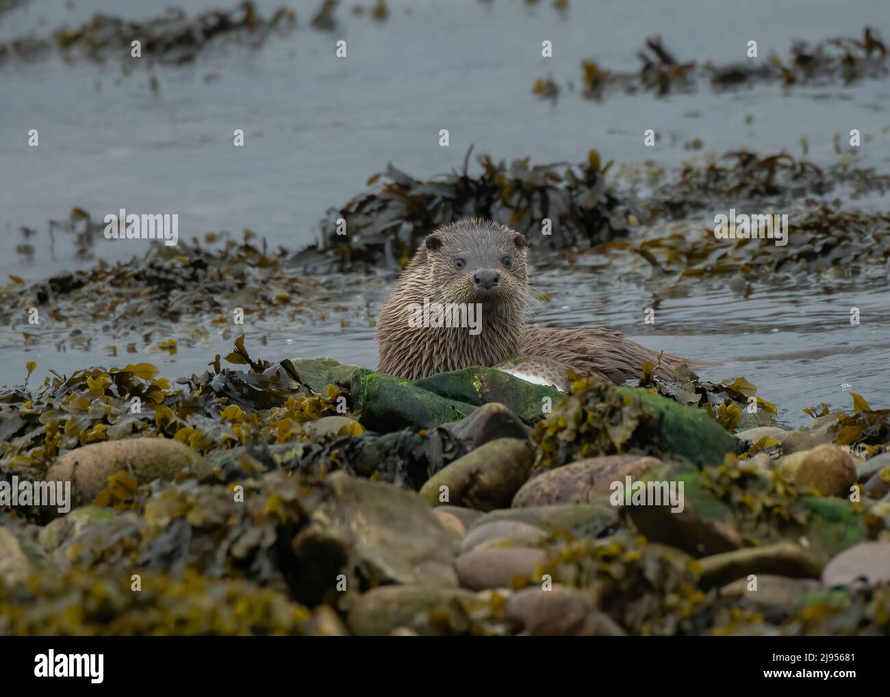 Lontra costiera scozzese (Lutra lutra) che si nutrono di piccoli macchie di catsqualo (Sciliorhinus canicula), Islay Sound, Islay, Inner Hebrides, Scozia Foto Stock
