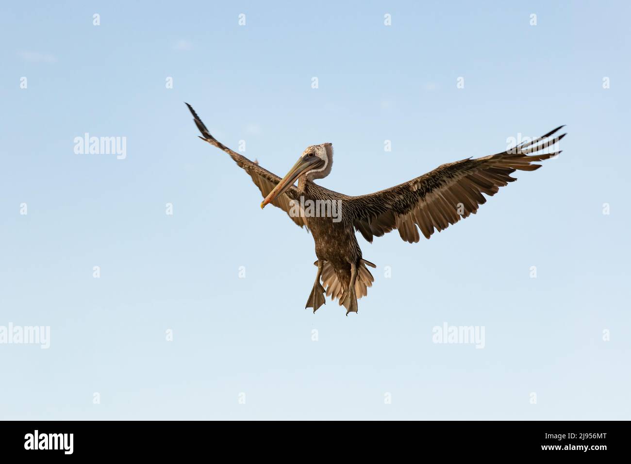 Un pellicano marrone si prepara per l'atterraggio alla luce del mattino Foto Stock