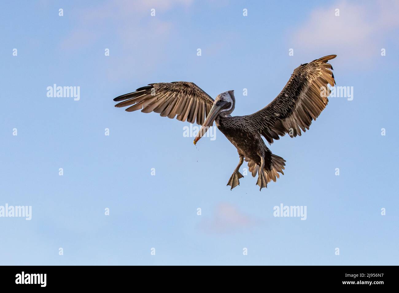 Un pellicano marrone si prepara per l'atterraggio sgocciolando dal suo becco Foto Stock