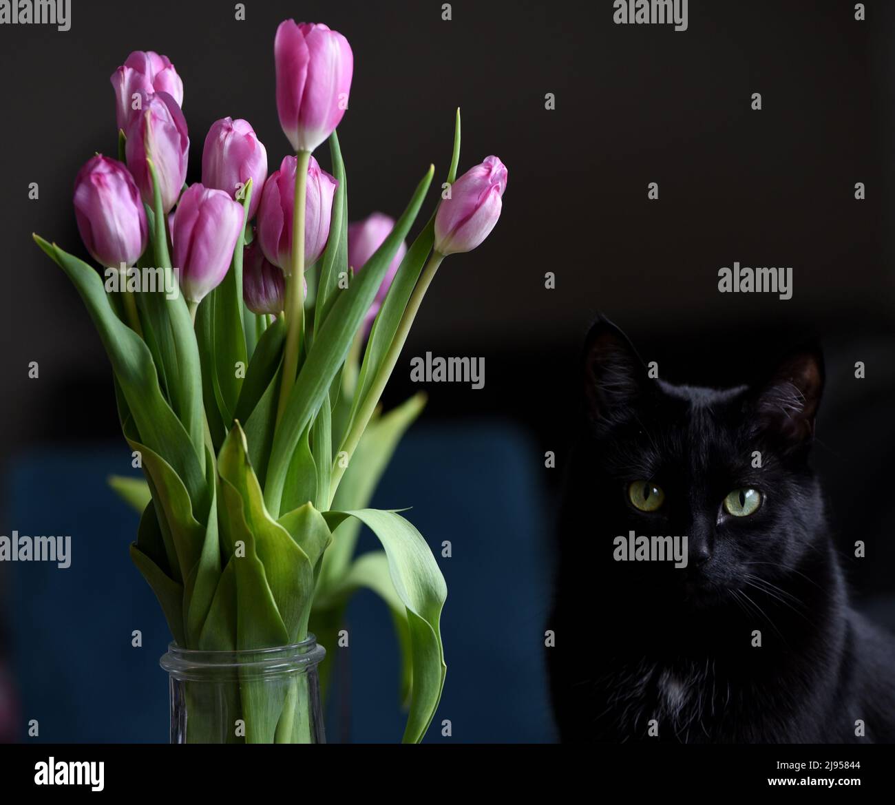 Un gatto nero siede accanto ad un vaso di tulipani viola Foto Stock