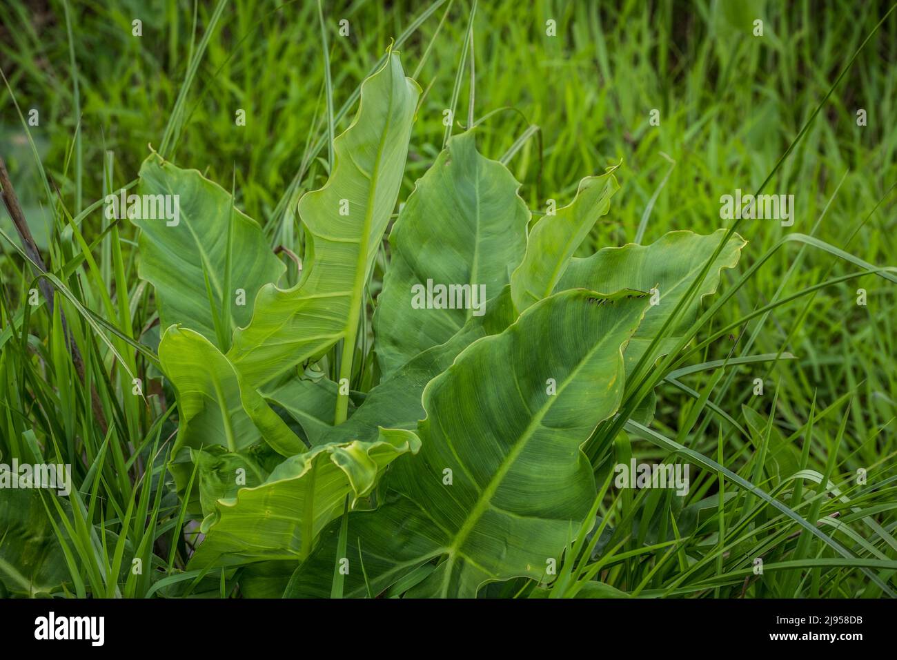 Appena uncurling le foglie di forma di freccia grande della pianta verde di arum di freccia inoltre conoscono come una pianta di freccia e di foglia larga che cresce nell'acqua fangosa poco profonda nel Foto Stock