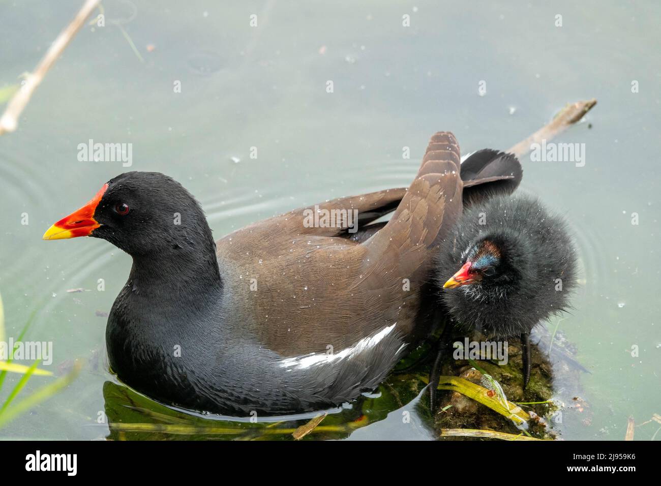 primo piano ritratto di un adulto moorhen con il suo pulcino Foto Stock