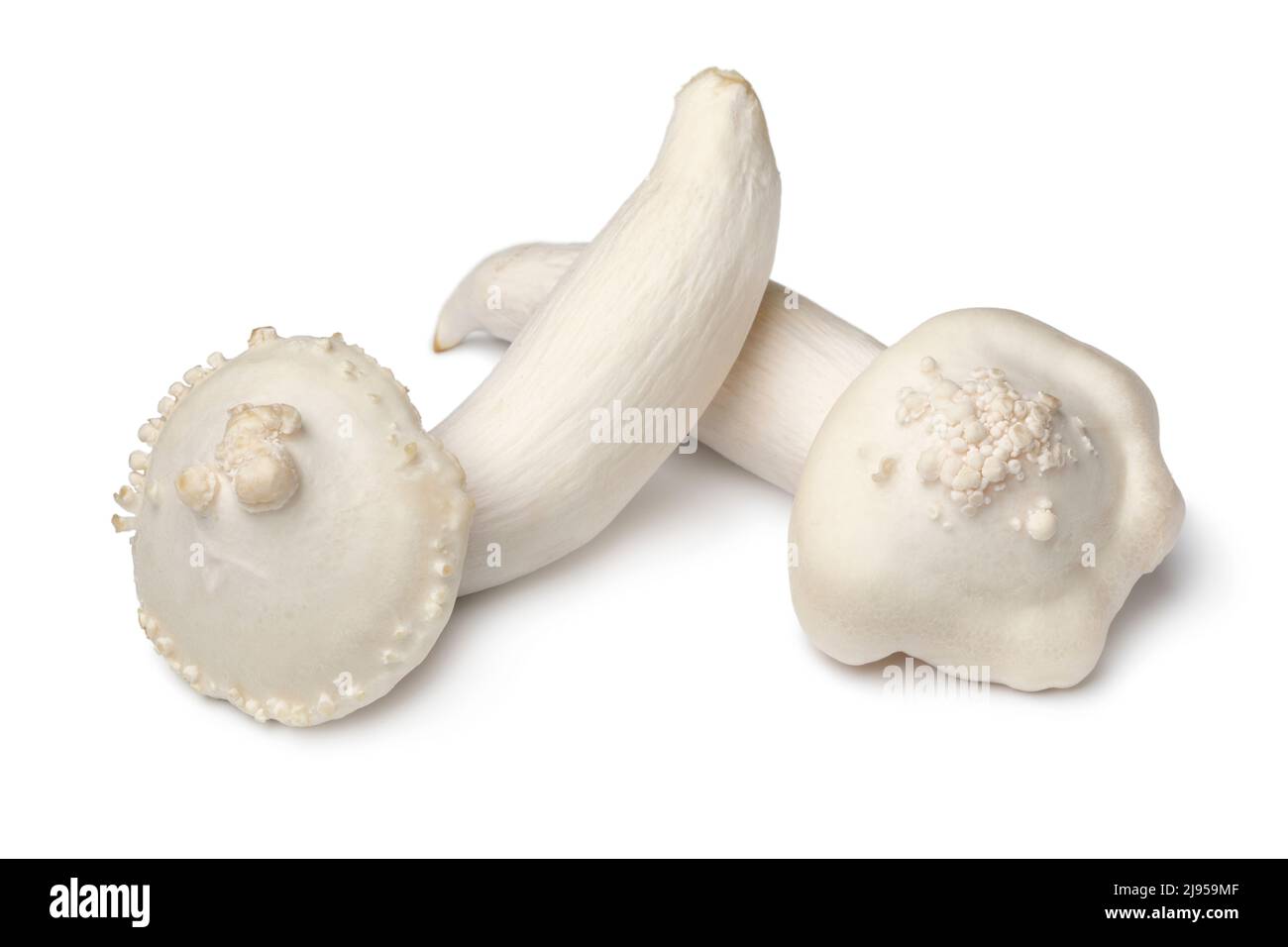 Coppia di funghi shimeji freschi deformati isolati su sfondo bianco da vicino Foto Stock