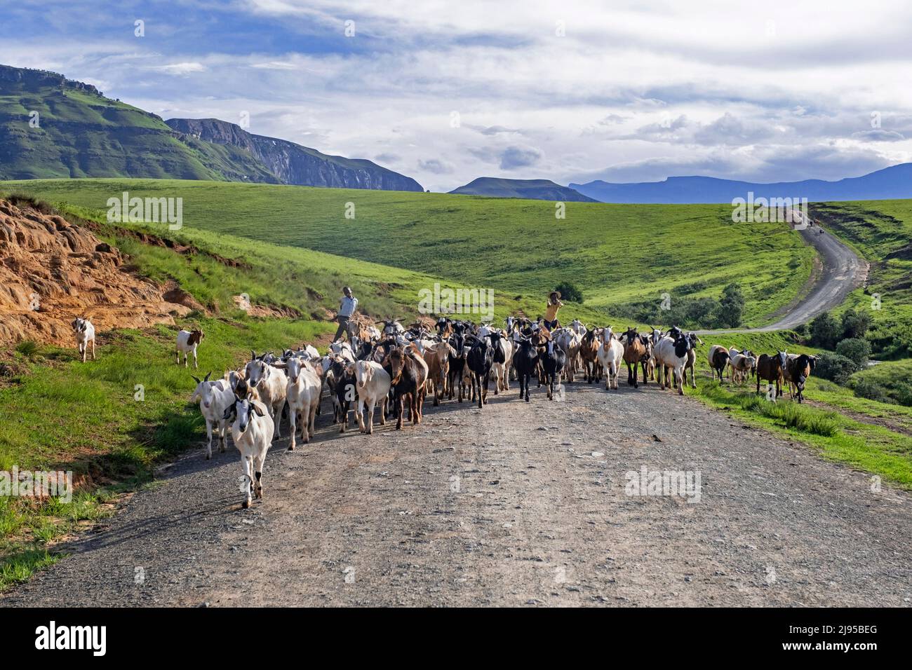 La catena montuosa di Drakensberg e i bambini neri che mandano capre lungo la strada nella campagna dell'area di Injisuthi in KwaZulu-Natal, Sudafrica Foto Stock