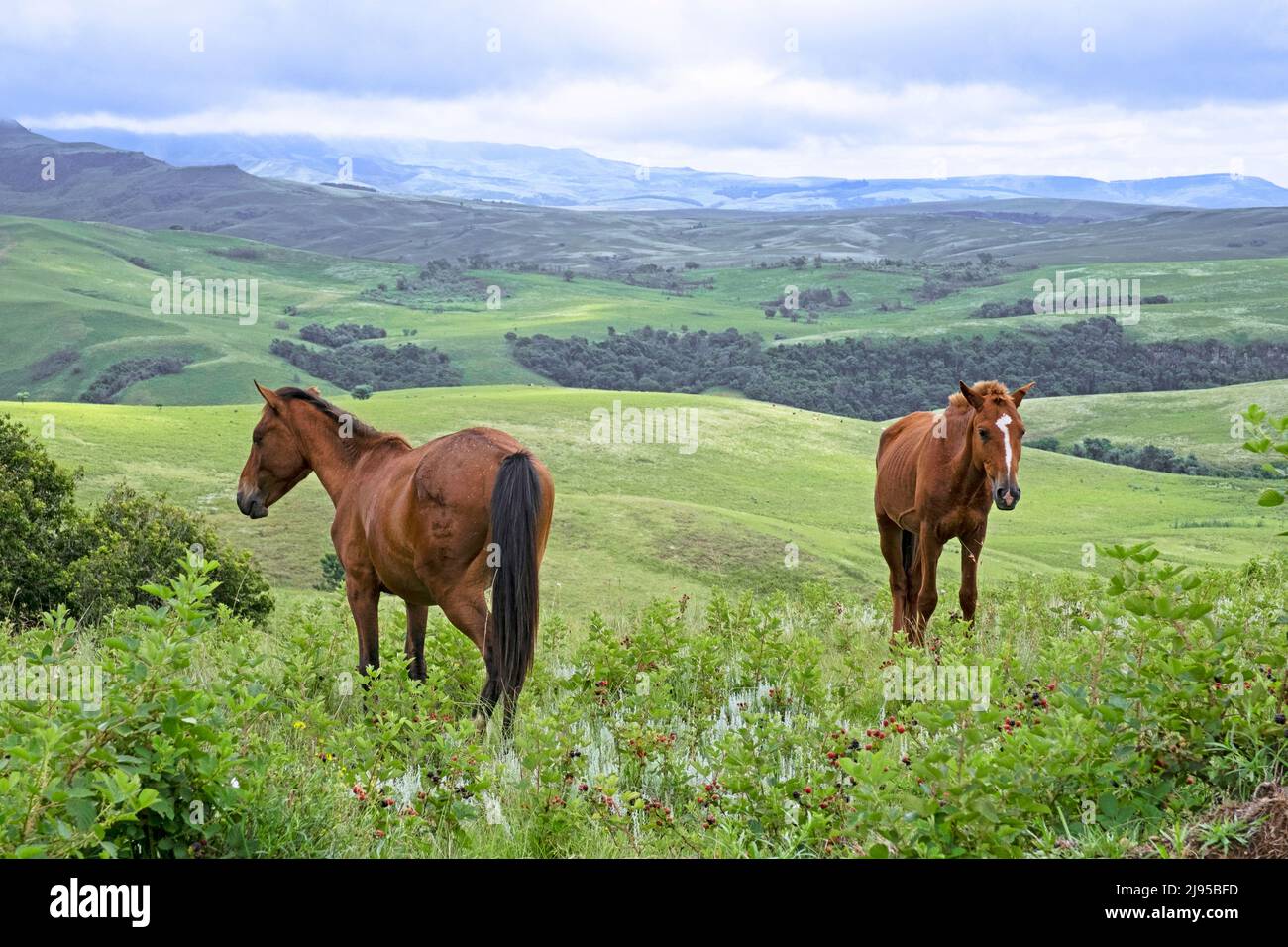 La catena montuosa di Drakensberg e due cavalli marroni nella campagna dell'area di Injisuthi a KwaZulu-Natal, Sudafrica Foto Stock