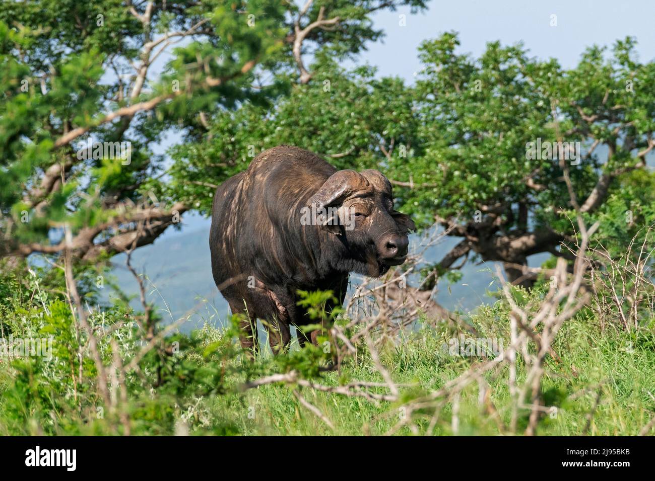 Bufalo africano del Capo (Syncerus caffer caffer) nel Parco Hluhluwe–Imfolozi / Riserva Naturale, KwaZulu-Natal, Sudafrica Foto Stock