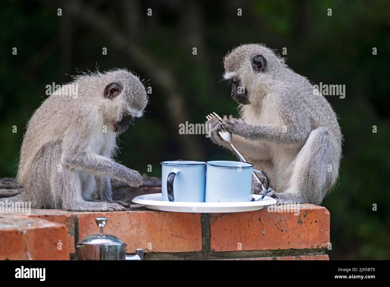 Due curiose scimmie vervet (Chlorocobus pygerythrus) che esaminano le posate al campeggio a St Lucia, uMkhanyakude, KwaZulu-Natal, Sudafrica Foto Stock