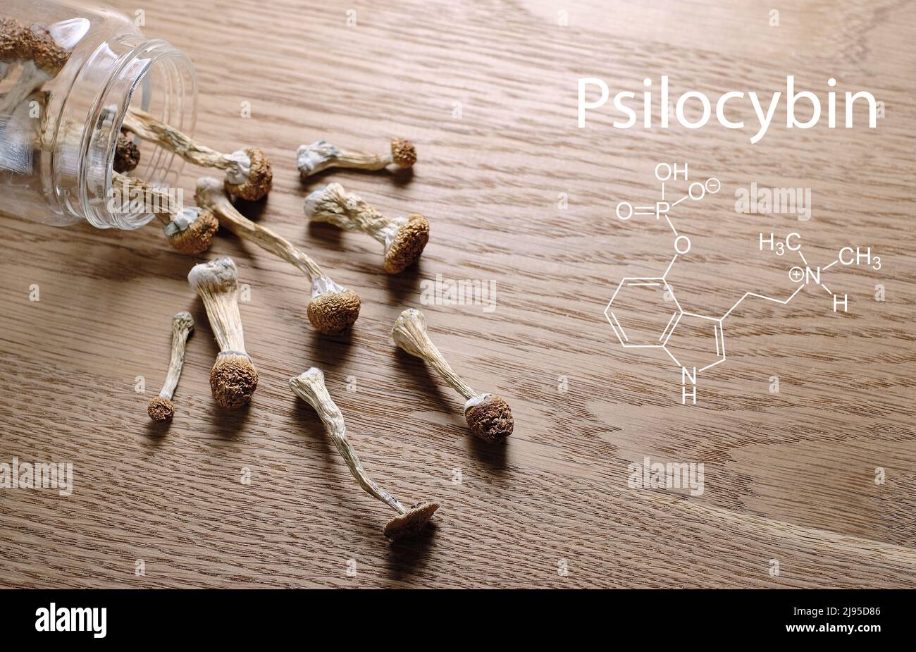 Funghi psilocibina in vasetto di stoccaggio su superficie di legno con formula chimica. Maestro d'oro al fungo magico psichedelico. Concetto di microdosaggio. Psicotro Foto Stock