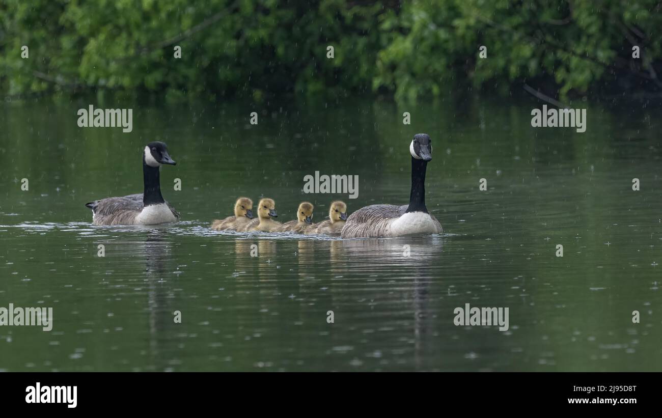 Quattro morbidi e giovani canaline dell'oca del Canada seguono il loro genitore attraverso un lago piovoso in Kent, Inghilterra Foto Stock