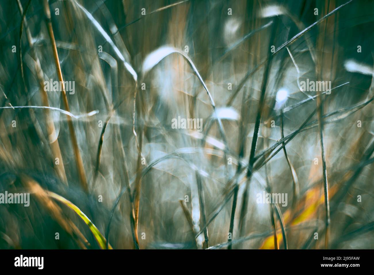 erbe verdi nel campo con sfocatura e look astratto Foto Stock