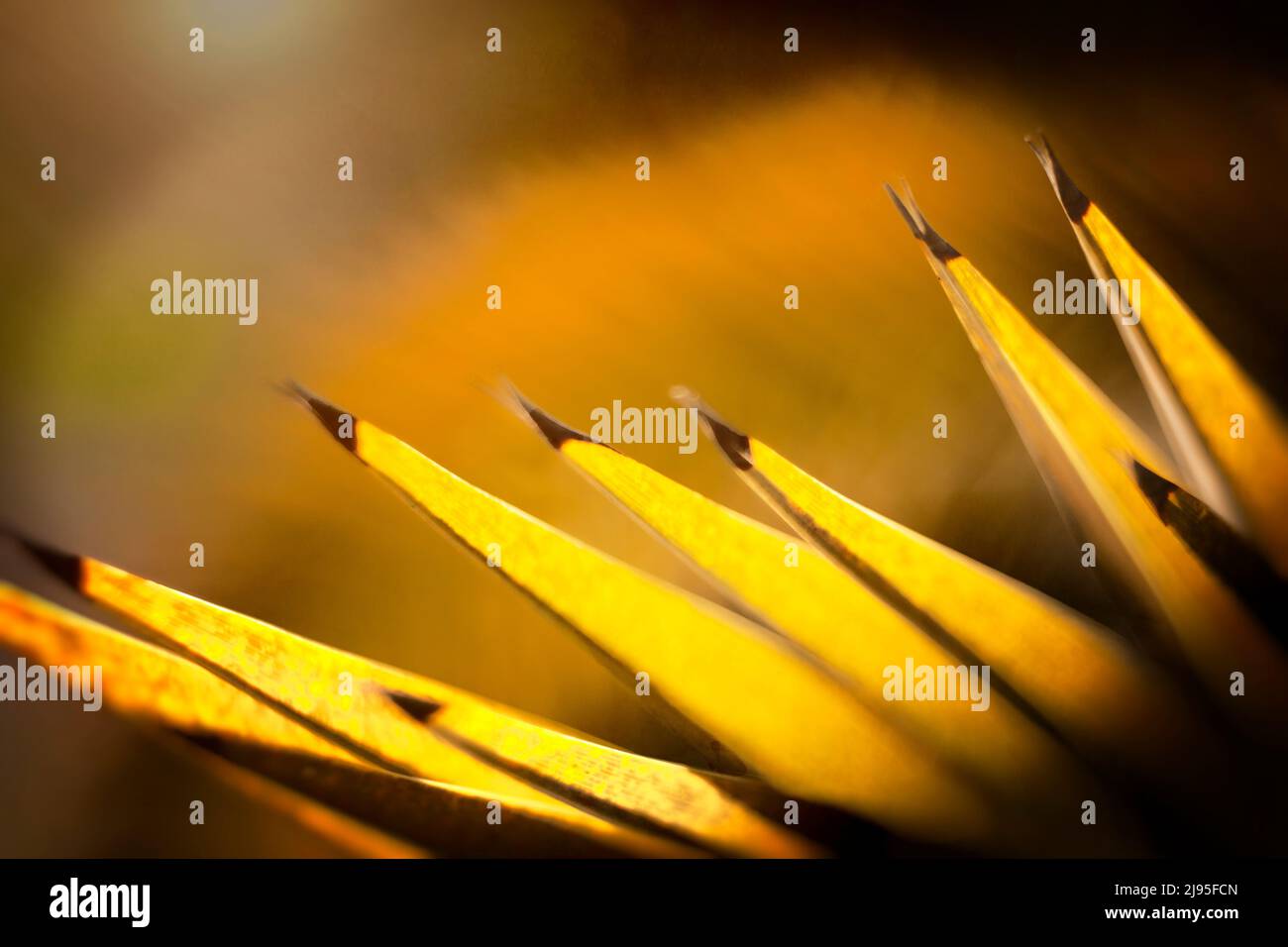 Foglie di una palma gialla con sfondo sfocato marrone e giallo Foto Stock