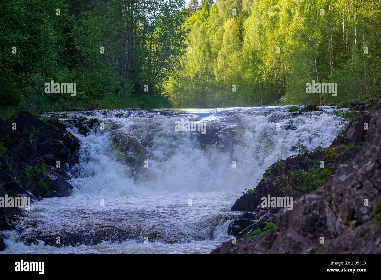 Soglia superiore della cascata di Kivach nella sera di giugno. Karelia, Russia Foto Stock