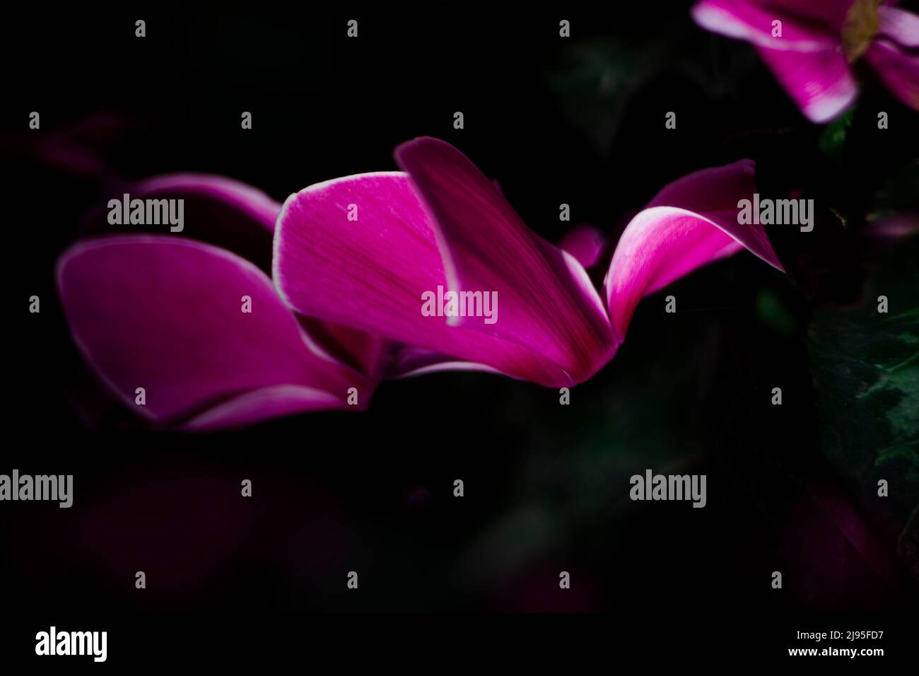 Fiori rosa con sfondo scuro con petali su sfondo sfocato. Foto Stock