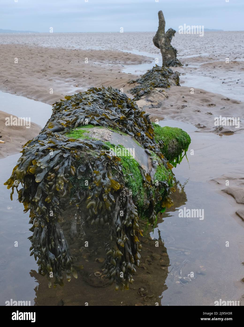 Crammond Beach, Crammond, Edimburgo, Scozia Foto Stock