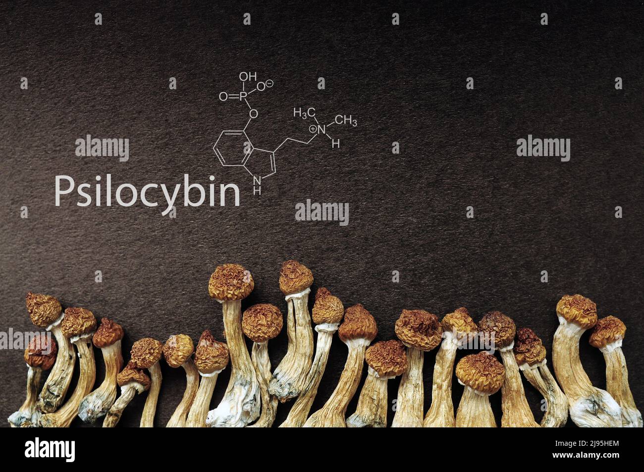 psilocibe cubensis essiccato su backfround nero con formula psilocibina, piatto. Scudoni magici Maestro d'oro, esperienza spirituale. Emergendo da Foto Stock