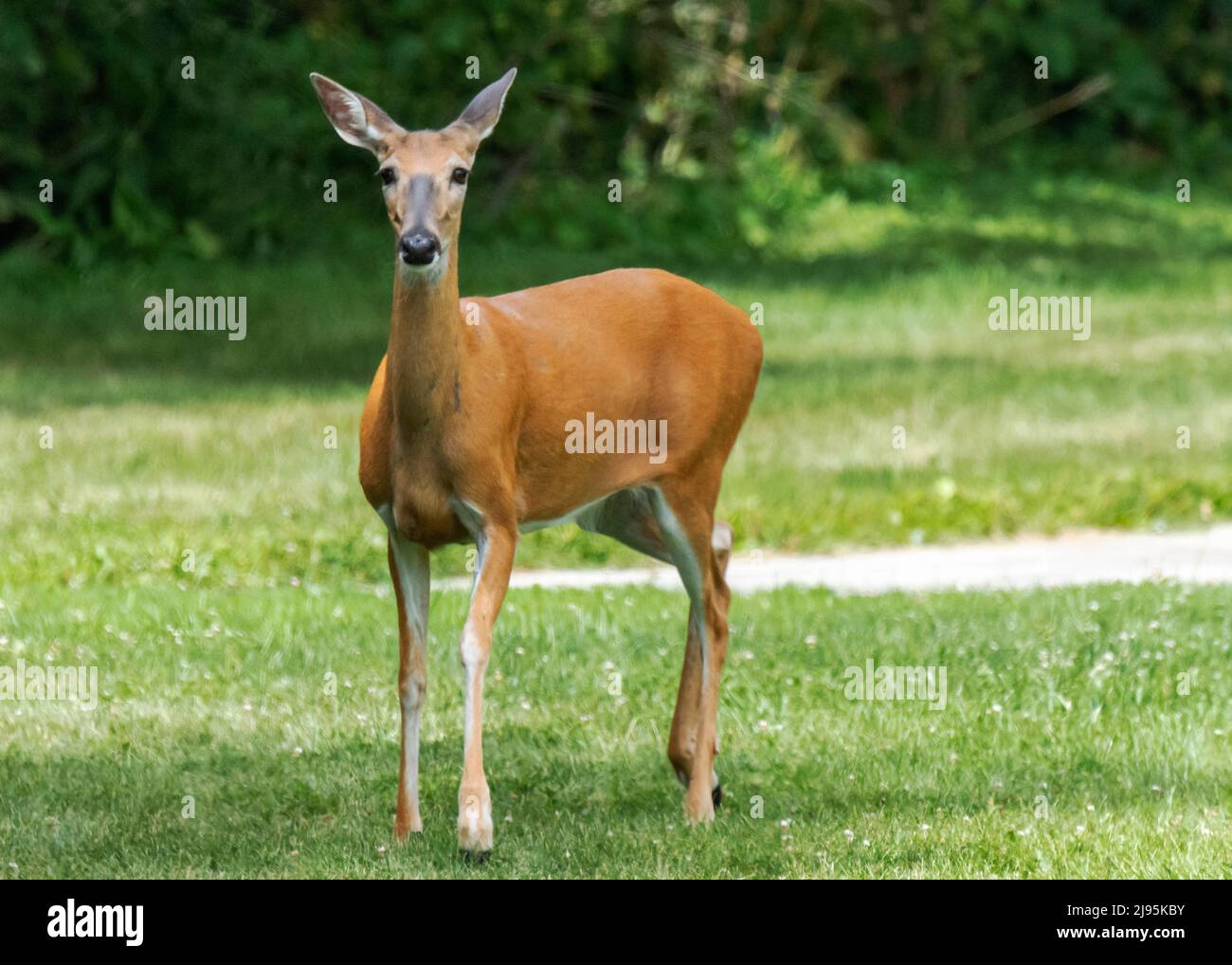 Un cervo dalla coda bianca, un cervo, guarda con cautela la fotocamera. Sobborghi della Contea di Waukesha, Wisconsin. Foto Stock