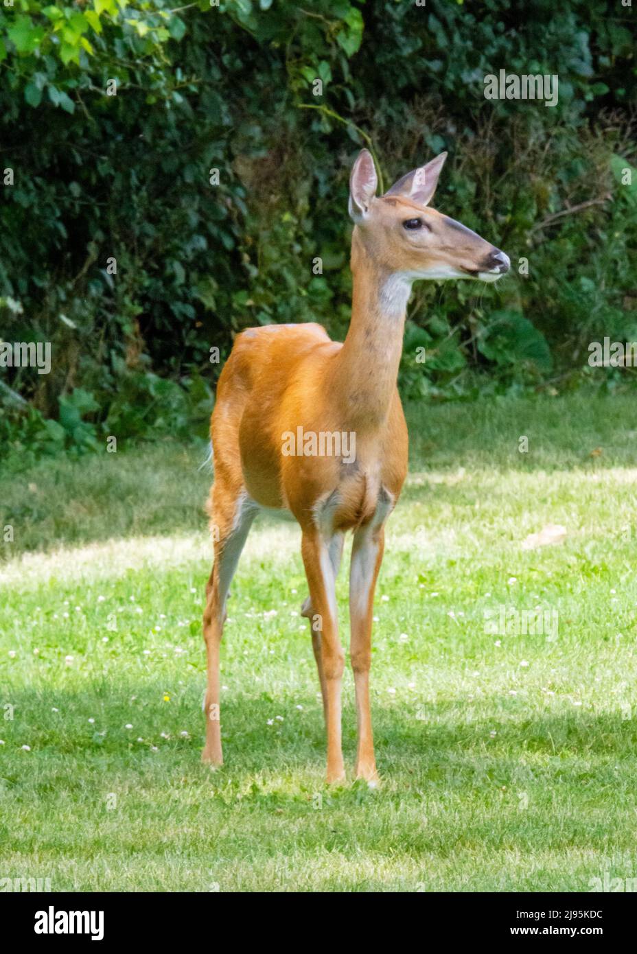 Un cervo dalla coda bianca, un cervo, guarda con cautela la fotocamera. Sobborghi della Contea di Waukesha, Wisconsin. Foto Stock