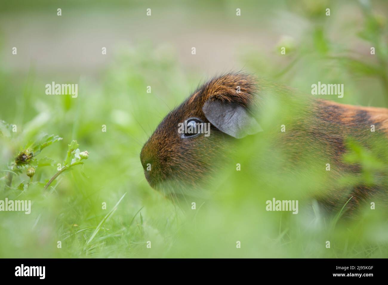 Donna adulta American Guinea Pig con mantello marrone scuro e marrone chiaro. Foto Stock