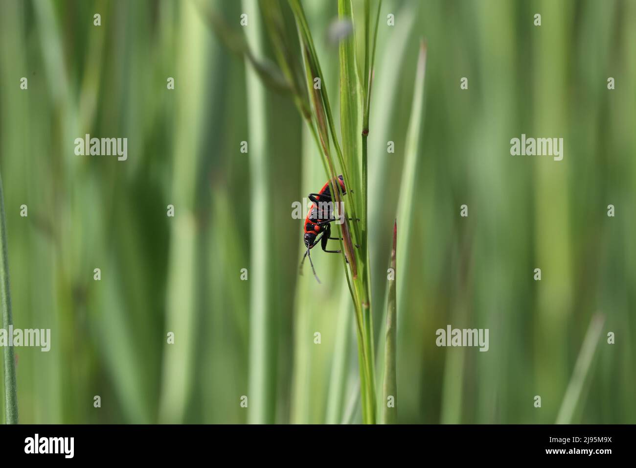 fuoco bug seduto in un prato in erba in estate o primavera al sole Foto Stock