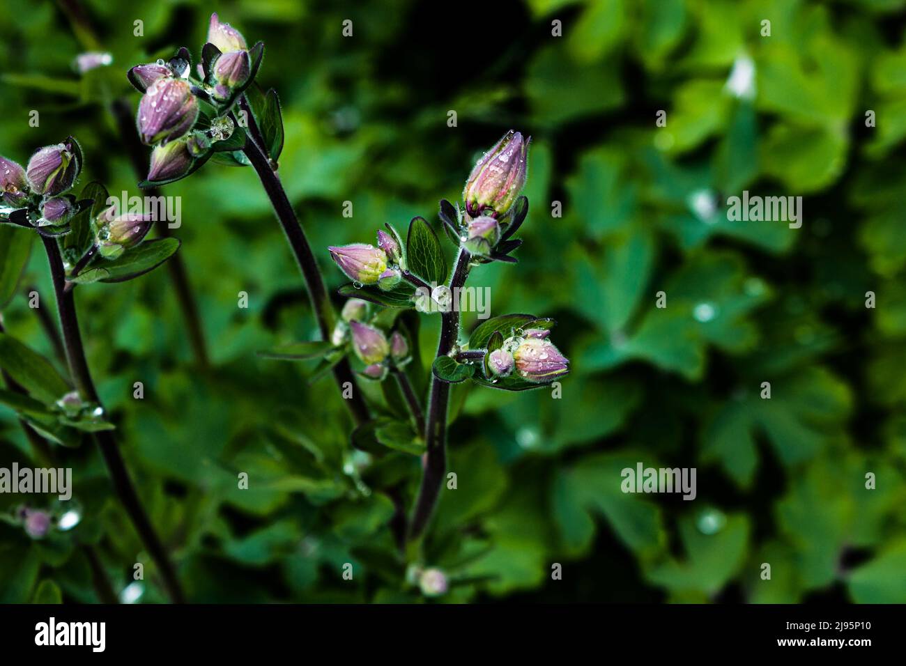 Virginia spiderwort (Tradescantia virginiana) con gocce dopo la pioggia il flowerbed Foto Stock