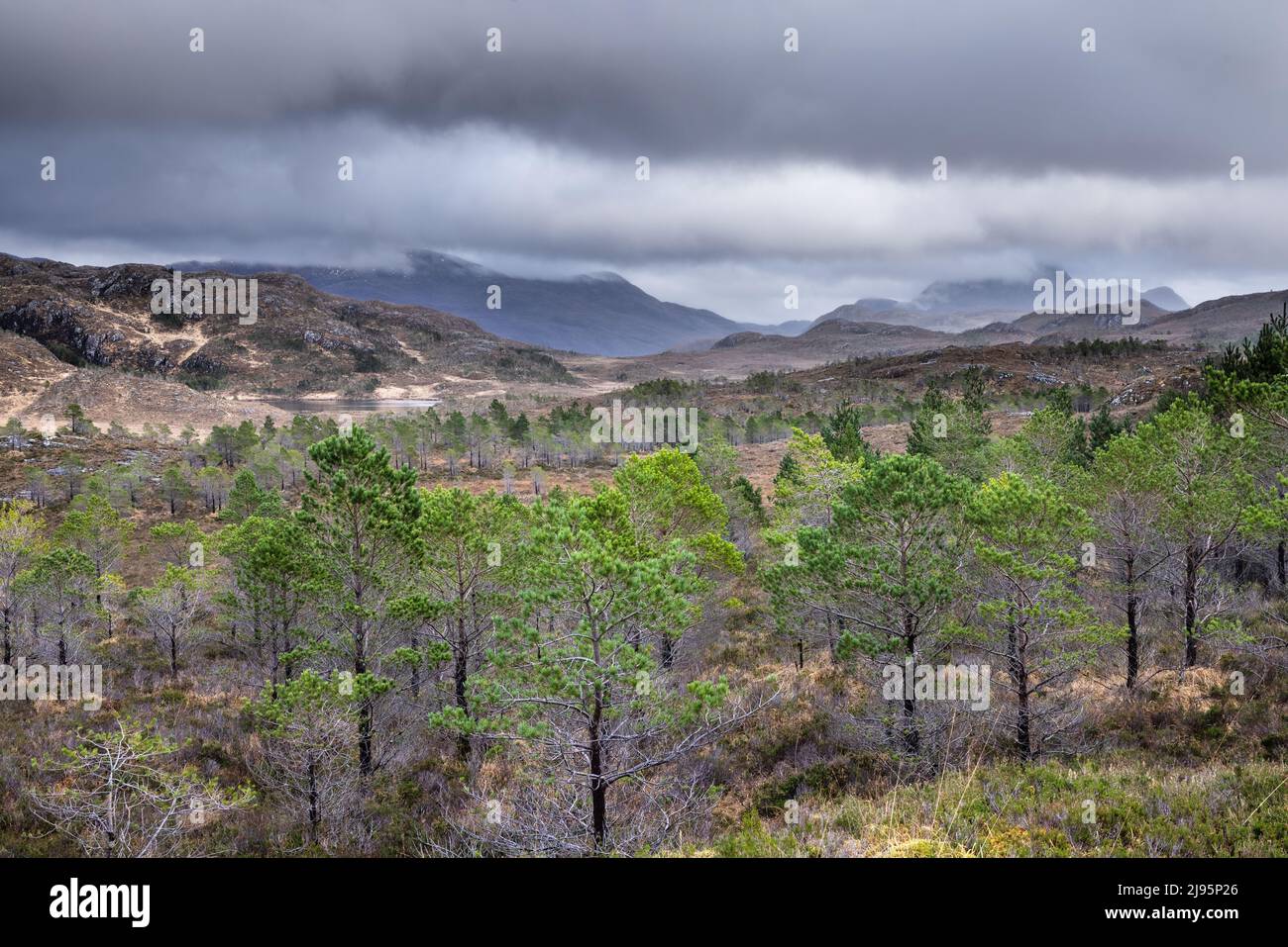 Bad na Sgalag rigenerante pineta nativa, Gairloch Estate, Wester Ross, Scozia, Regno Unito Foto Stock