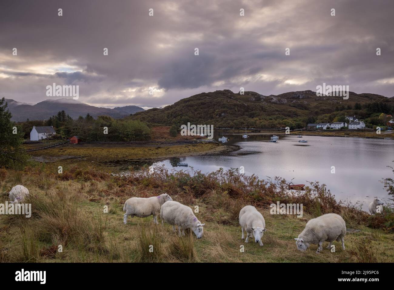 Pecore al pascolo a Badachro, Gairloch, Wester Ross, Scozia, Regno Unito Foto Stock