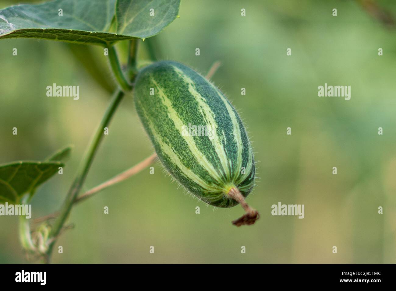 Close up Verde zucca appuntita in un orto Foto Stock