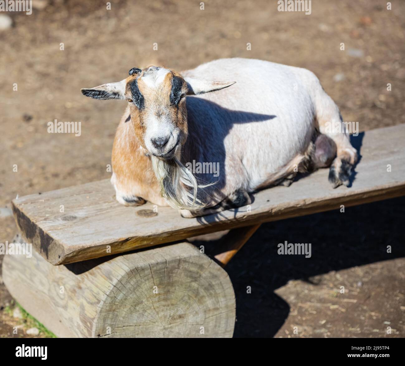 Un primo colpo di una capra domestica su una fattoria. Capra che riposa su una panca di legno. Animale di fattoria. Foto di strada, nessuno, fuoco selettivo Foto Stock