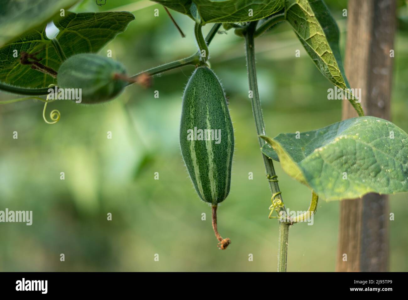 Close up Verde zucca appuntita in un orto Foto Stock