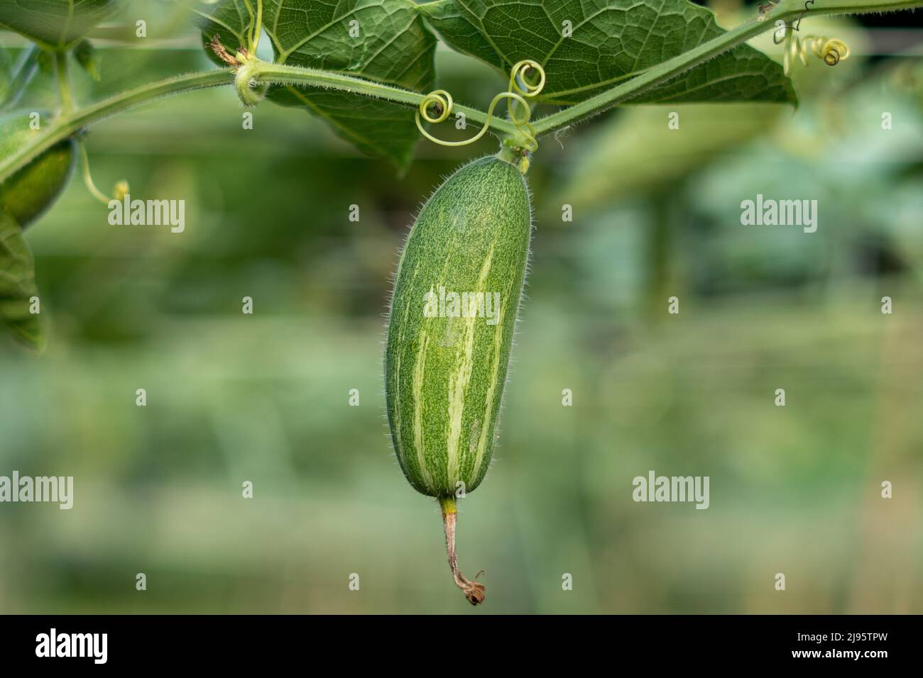 Close up Verde zucca appuntita in un orto Foto Stock