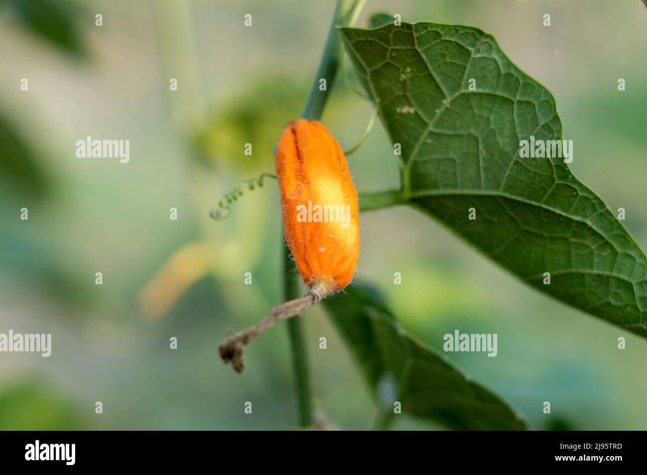 Primo piano di zucca rossa gialla appuntita in orto Foto Stock