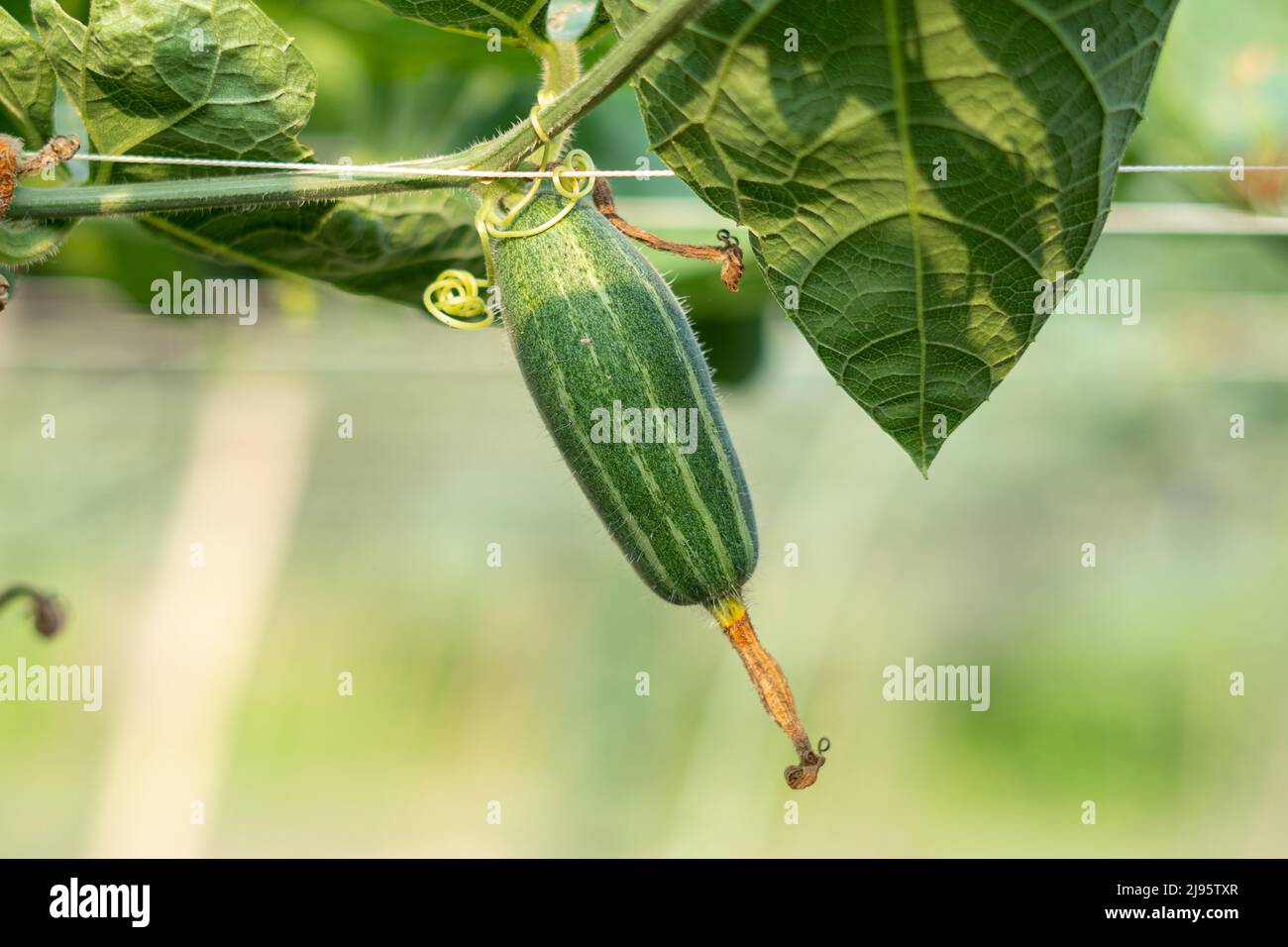 Close up Verde zucca appuntita in un orto Foto Stock