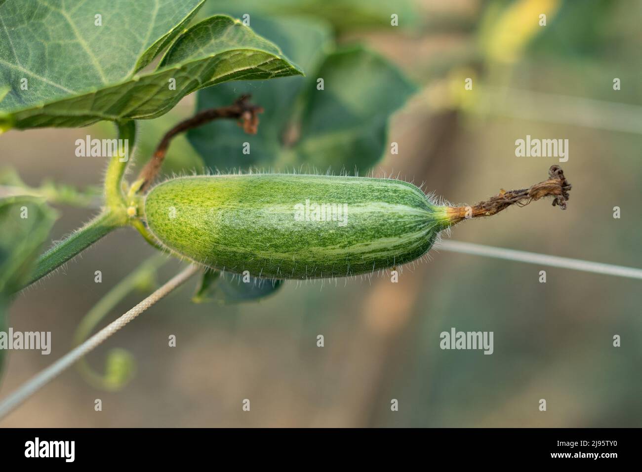 Close up Verde zucca appuntita in un orto Foto Stock