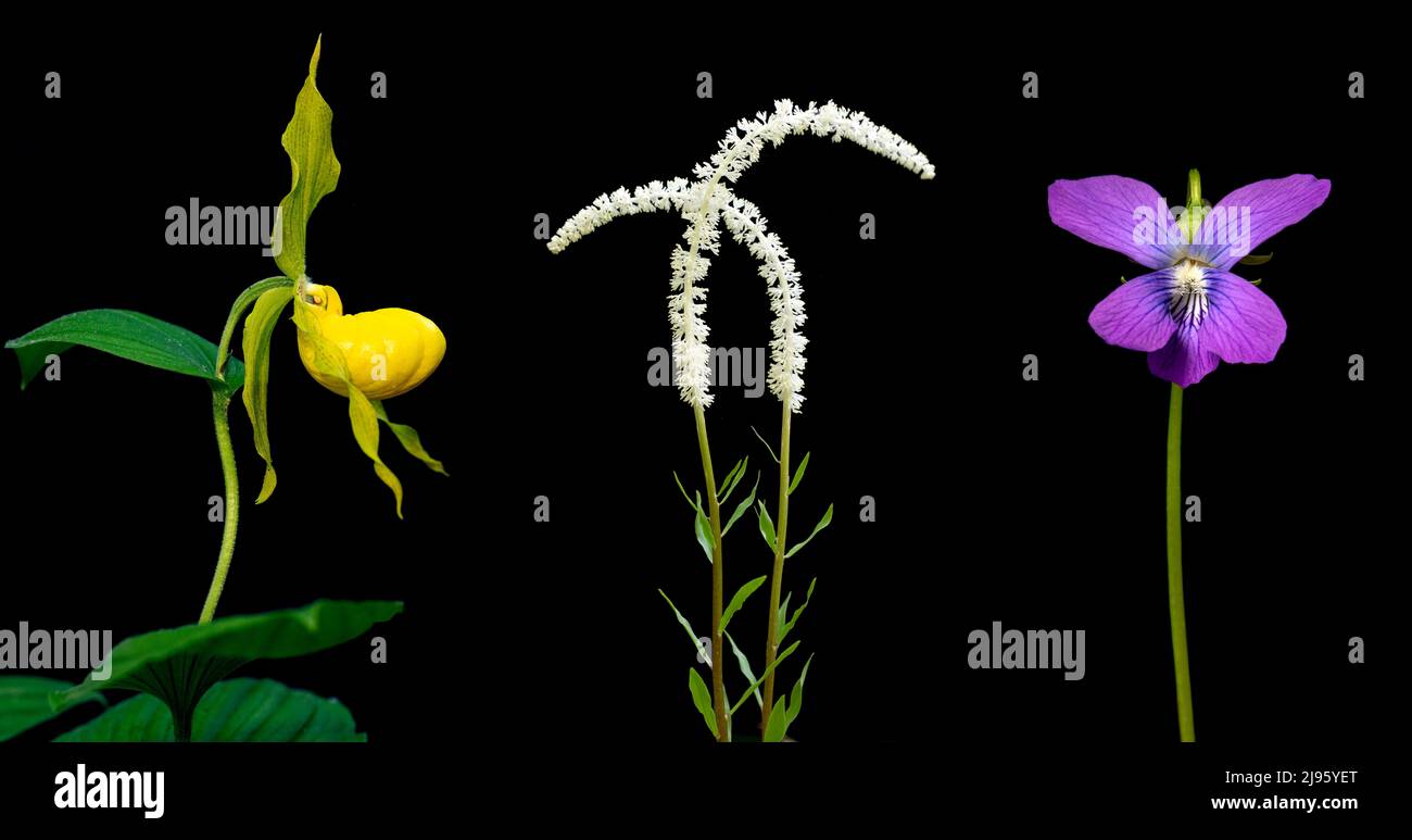 Compositi colorati di fiori selvatici (Yellow Lady's Slipper, Fairy Wand e Violet) isolati su sfondo nero - Carolina del Nord, USA Foto Stock