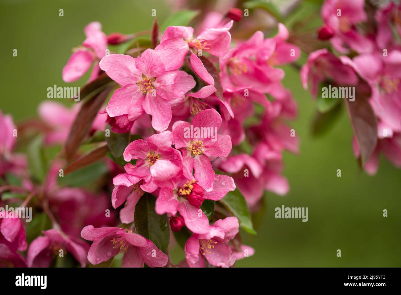 Fiori rosa dell'albero di Crabapple Foto Stock