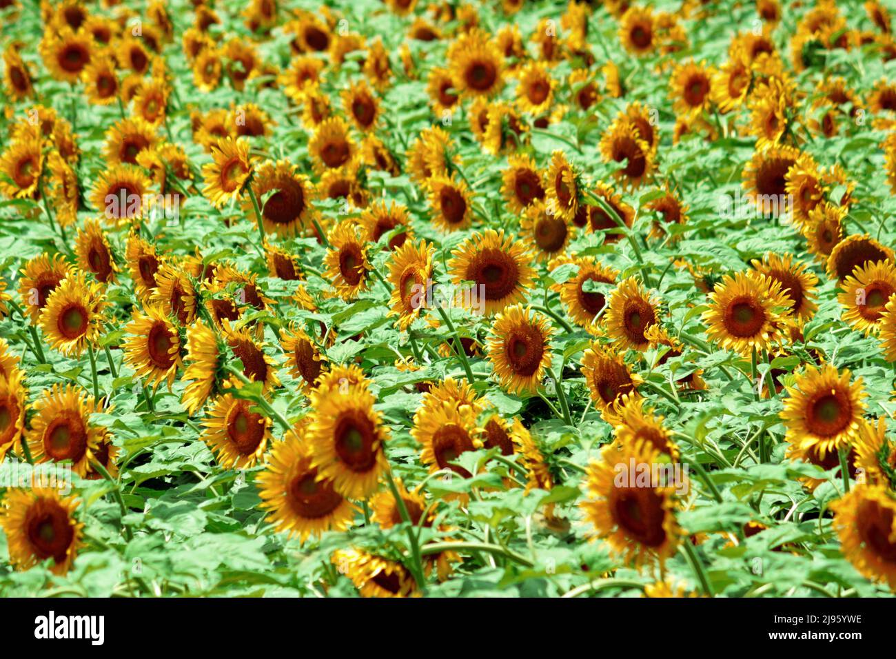 Molti girasoli ondeggiano nel vento nel campo estivo Foto Stock