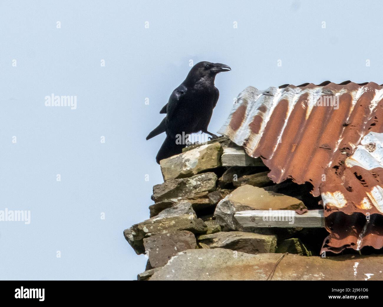 Raven, Corvus Corax, arroccato sul tetto di un edificio abbandonato, Isole Orkney, Scozia. Foto Stock