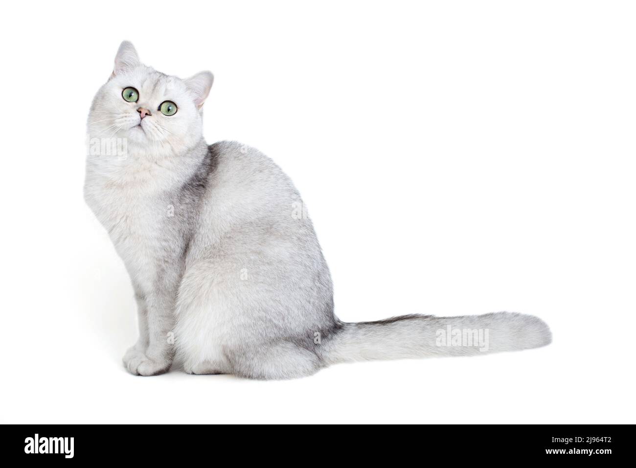 Bellissimo gatto britannico bianco, isolato su sfondo bianco Foto Stock