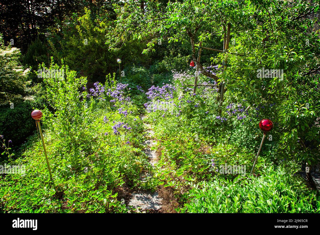 DE - BAVIERA: Estate in giardino con fiori selvatici della colonna (lat: aquilegia vulgaris) Foto Stock