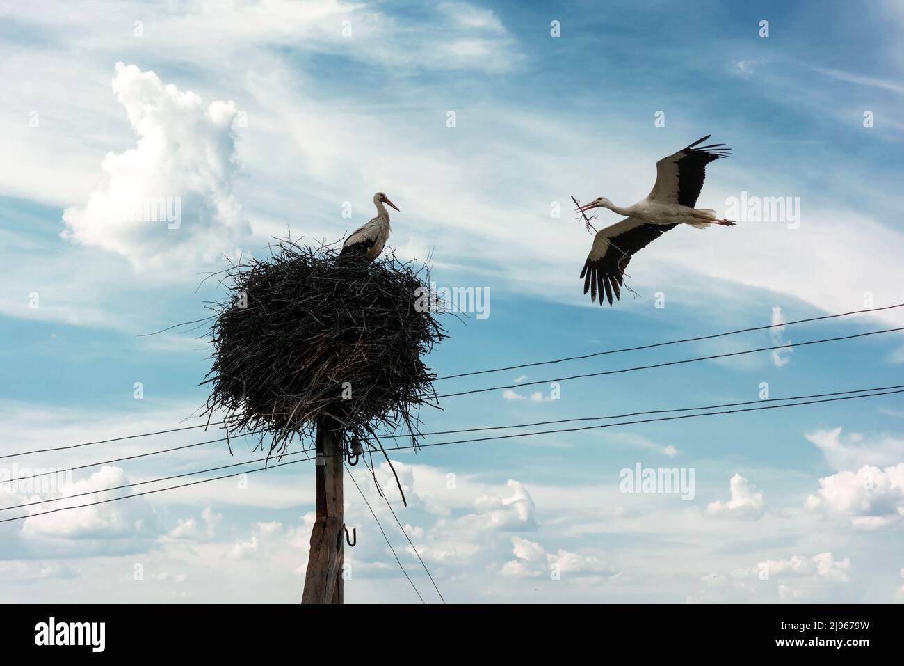 Cicogna bianca con albero ramoscato in becco di ritorno al suo nido nella stagione primaverile. L'edificio del nido della cicogna. Fotografia di uccelli Foto Stock