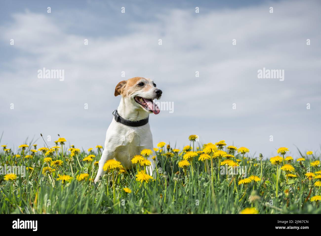Jack Russel Terrier su prato giallo fiori. Buon cane con sguardo serio Foto Stock