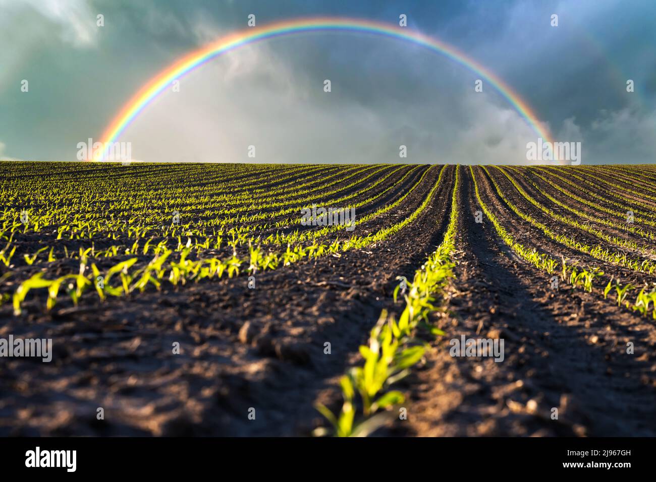 File di mais verde e ondate dei campi agricoli dell'Ucraina. Cielo nuvoloso e arcobaleno sullo sfondo. Background agricolo Foto Stock