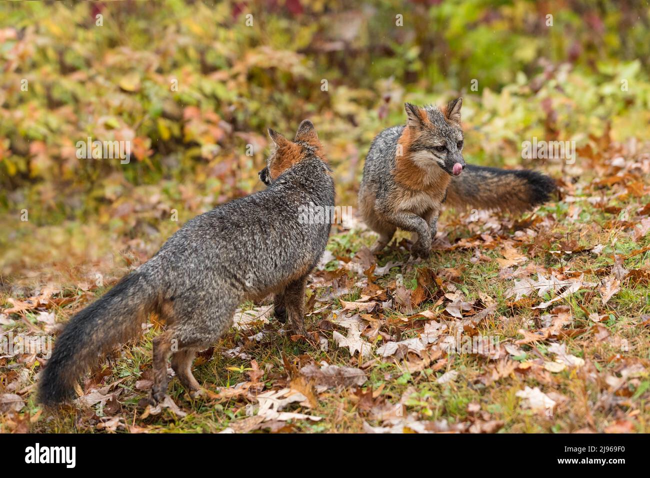 Le volpi grigie (Urocyon cinereoargenteus) incontrano un naso che lecca l'autunno - animali prigionieri Foto Stock