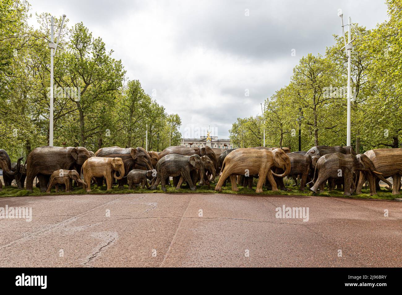 Un gregge di sculture di elefanti a grandezza naturale è stato esposto di fronte a Buckingham Palace per promuovere la coesistenza di esseri umani e animali. Caratterizzato: Atmosfera dove: Londra, Regno Unito quando: 15 Maggio 2021 credito: Phil Lewis/WENN Foto Stock