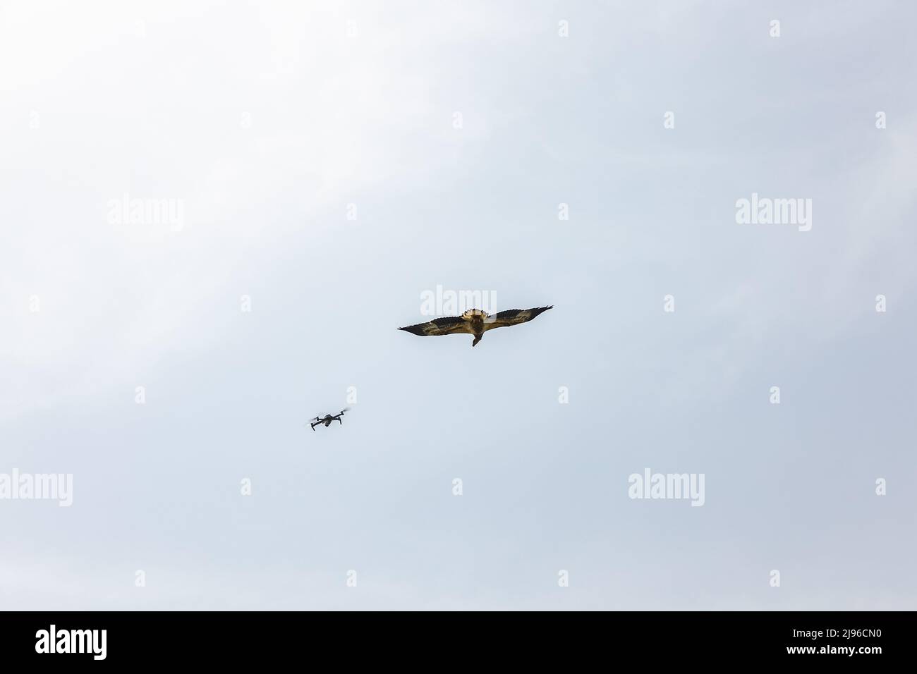 Aquila che attacca drone immagini e fotografie stock ad alta risoluzione -  Alamy