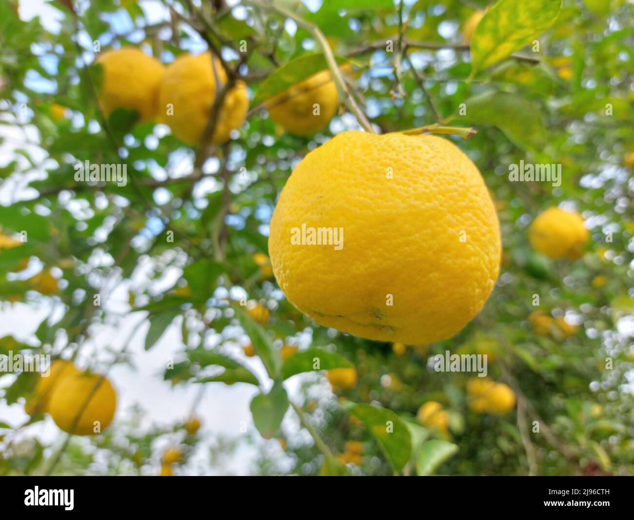 Limoni, agrumi maturi sull'albero Foto Stock