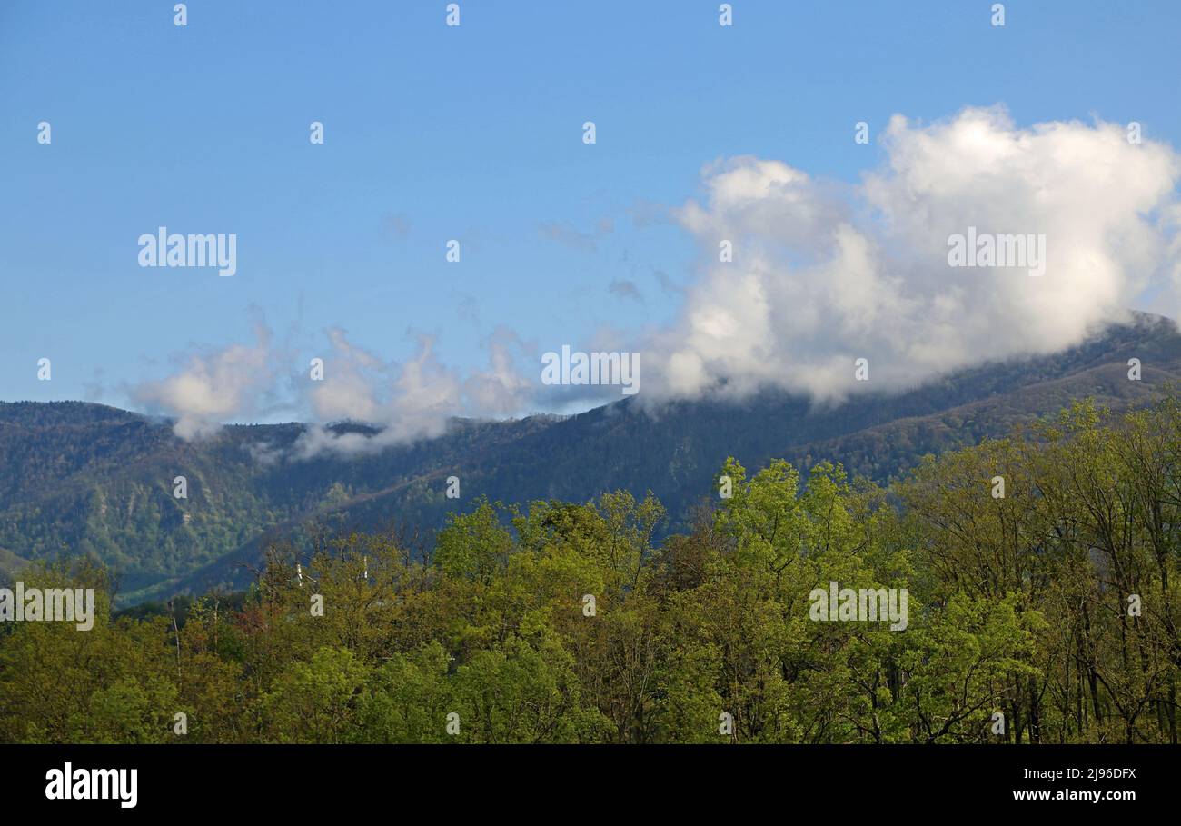 Paesaggio verde Smoky Mountains - Great Smoky Mountains NP, Tennessee Foto Stock